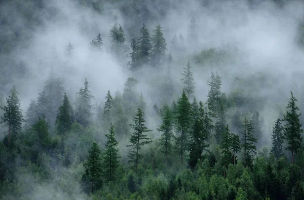 Πανοραμική θέα του ομιχλώδους δάσους. Ομιχλώδες δάσος σε ένα ζοφερό τοπίο — Φωτογραφία Αρχείου