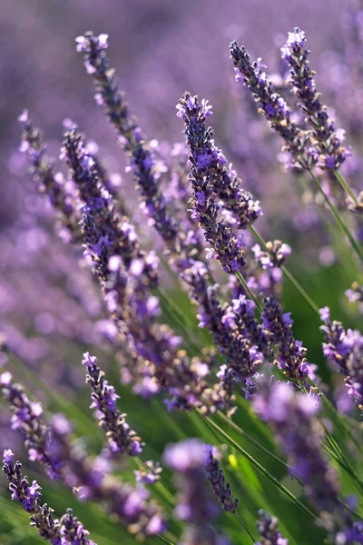 Lavendelblüte aus nächster Nähe auf einem Feld in der Provence — Stockfoto