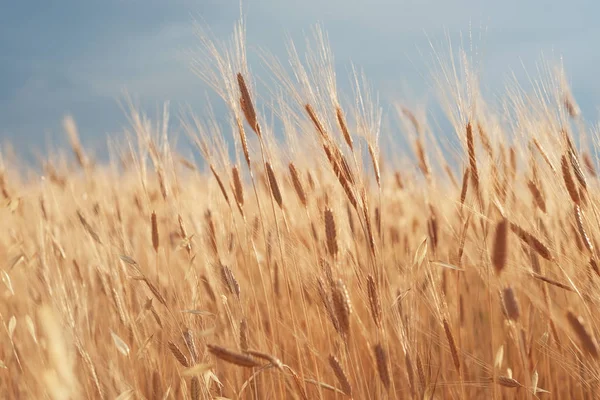 Zlaté klasy pšenice v létě na hřišti. — Stock fotografie