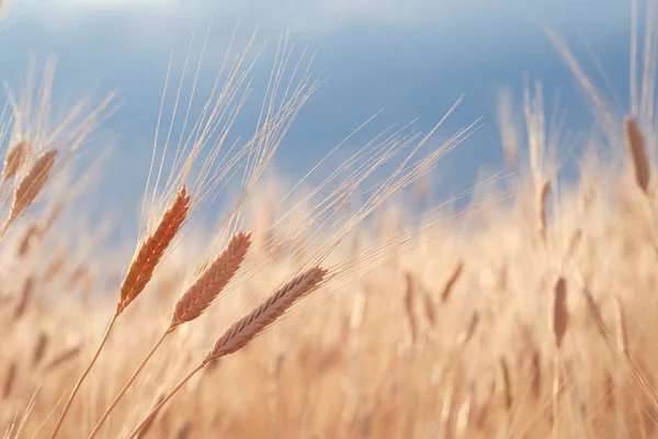 Campo de trigo. Orejas de trigo dorado de cerca. Hermosa naturaleza — Foto de Stock