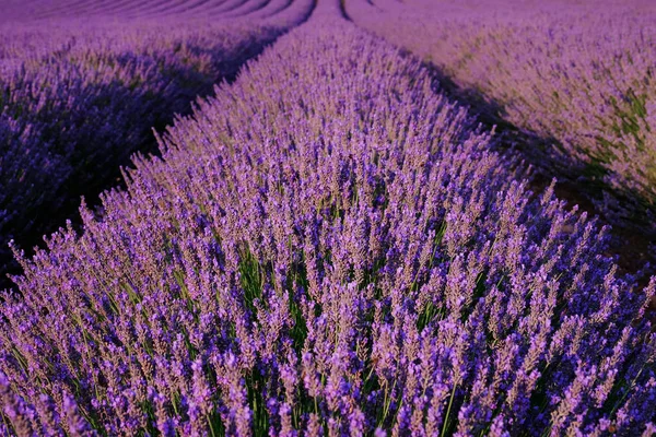 Blommande lavendelfält nära Valensole i Provence, Frankrike. Rader av lila blommor Royaltyfria Stockbilder