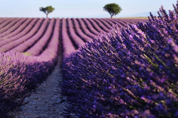 Blommande lavendelfält nära Valensole i Provence, Frankrike. Rader av lila blommor Stockbild