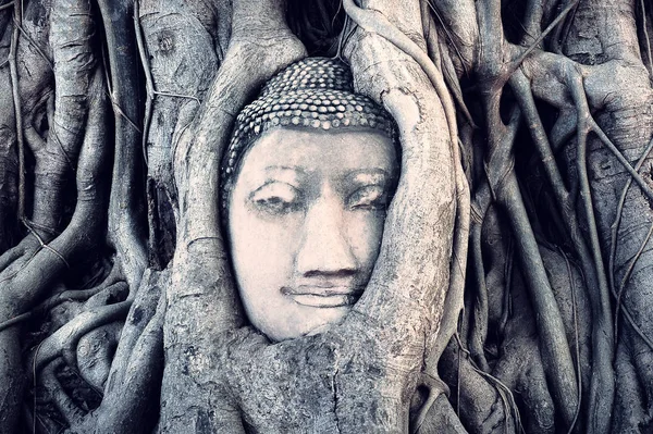 アユタヤの木の根に覆われた仏頭。タイ — ストック写真