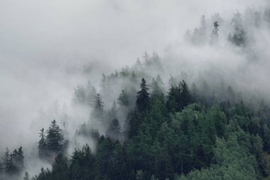 Sisli dağların manzarası. Sabah sisinde ağaçlar
