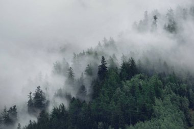 View of foggy mountains. Trees in morning fog clipart