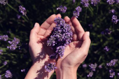 Provence, Fransa Valensole yakınlarındaki çiçekli lavanta tarlaları. Mor çiçek sıraları