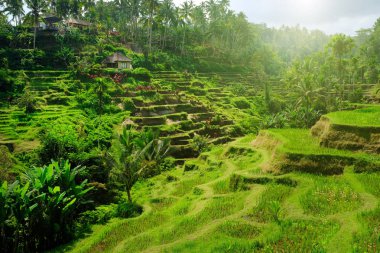 Bali pirinç tarlaları, Endonezya. Tegallalang Endonezya pirinç tarlaları