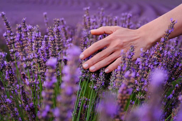 Ανθισμένα λιβάδια λεβάντας κοντά στη Valensole στην Προβηγκία της Γαλλίας. Σειρές από μωβ λουλούδια — Φωτογραφία Αρχείου