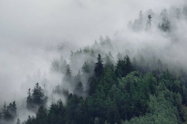View of foggy mountains. Trees in morning fog