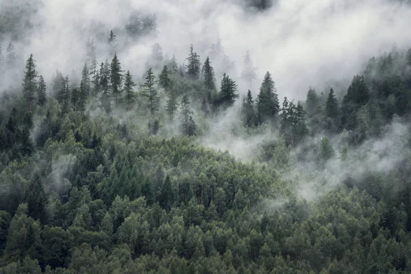 Árboles en la niebla matutina. Vista del bosque brumoso . — Foto de Stock