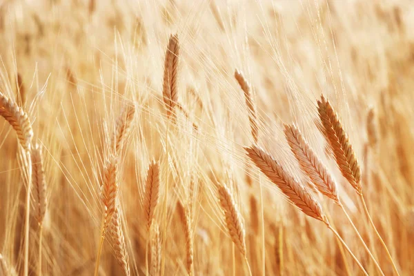 Barbas de trigo. Campo de trigo amanhecer e sol amarelo — Fotografia de Stock