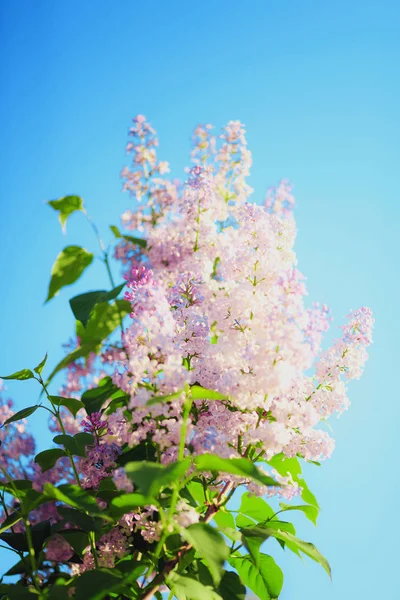 Wiosenna gałąź kwitnącego bzu — Zdjęcie stockowe