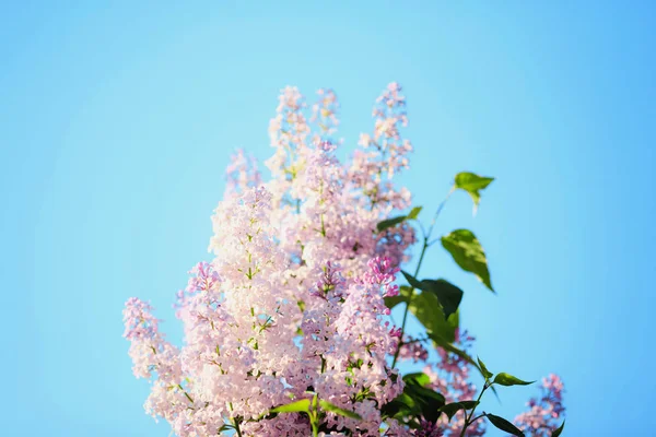 Spring branch of blossoming lilac — Stock Photo, Image