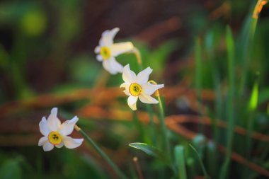 Parkta üç Narcissus çiçeği açar