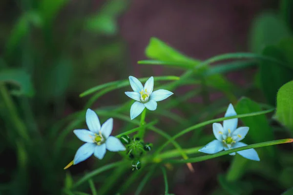 Blauwe delicate bloemen in groen blad — Stockfoto