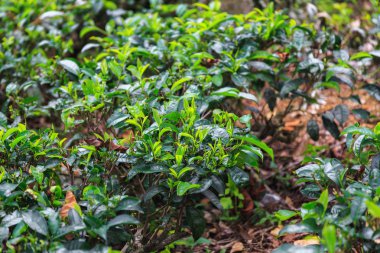  çay tarlaları yüksek dağlarda