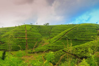  çay tarlaları yüksek dağlarda