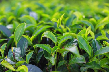  çay tarlaları yüksek dağlarda