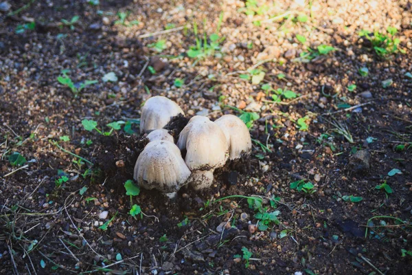 Liten växer svampar i marken, skogen — Stockfoto