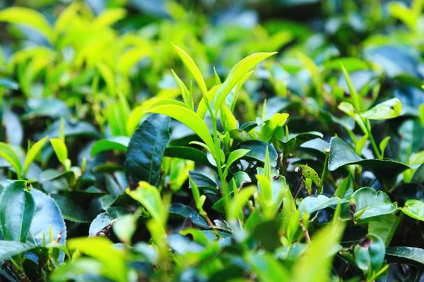  çay tarlaları yüksek dağlarda