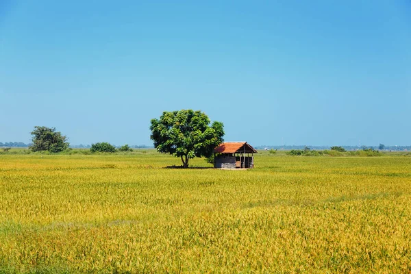 Zöld fa a közepén a virágzás rizs mező közelében kis ház. — Stock Fotó