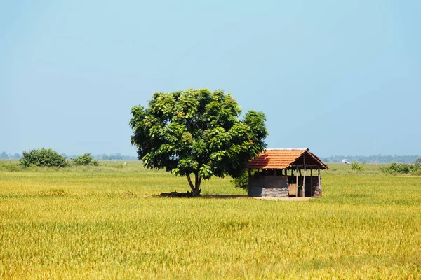 Kleines Haus in der Nähe eines grünen Baumes inmitten eines blühenden Reisfeldes. — Stockfoto