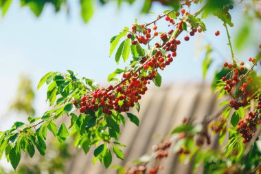 kiraz veya tatlı kiraz ağacı üzerinde