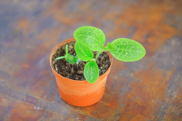 Lilla gröna plantor i potten — Stockfoto