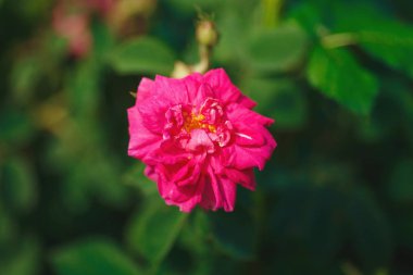 parlak pembe gül çiçek