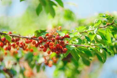 kiraz veya tatlı kiraz ağacı üzerinde