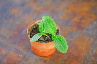 Pota küçük yeşil fide