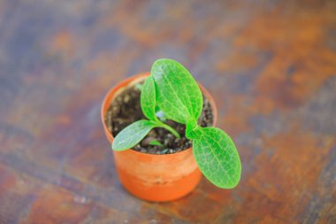 Pota küçük yeşil fide