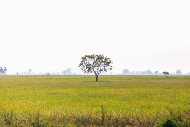 pirinç, pirinç alan, mavi gökyüzü, Sri Lanka