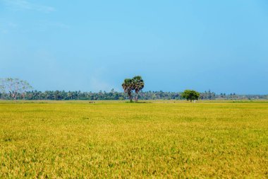 pirinç, pirinç alan, mavi gökyüzü, Sri Lanka