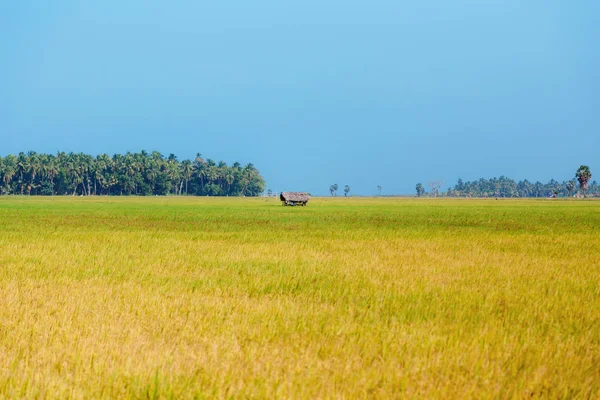 Rizs, rizs mező, kék ég, Srí Lanka — Stock Fotó