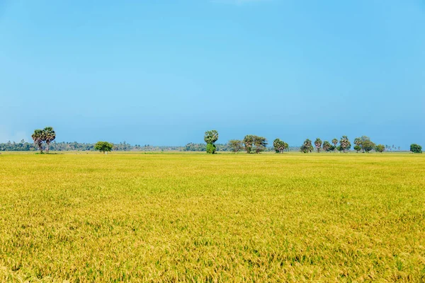 Ryż, ryż pola, Błękitne niebo, Sri Lanka — Zdjęcie stockowe