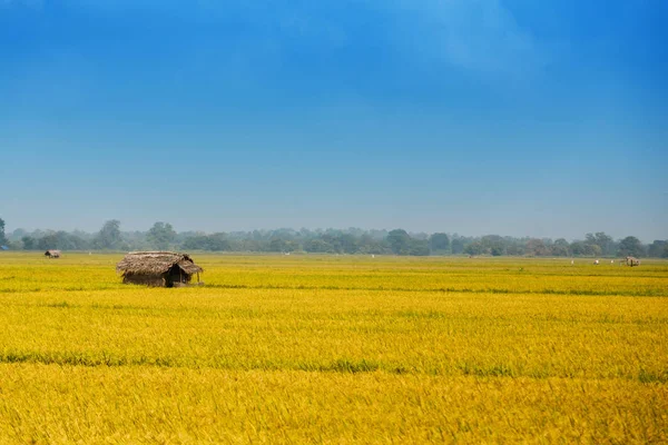Rizs, rizs mező, kék ég, Srí Lanka — Stock Fotó