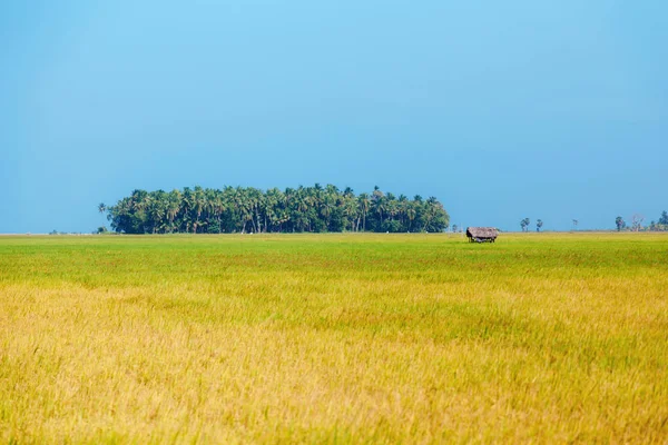 Rizs Rizs Mező Kék Sri Lanka Szüret — Stock Fotó