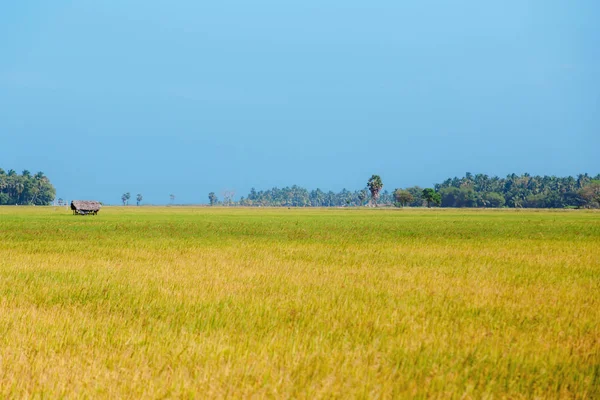 Rizs Rizs Mező Kék Sri Lanka Szüret — Stock Fotó