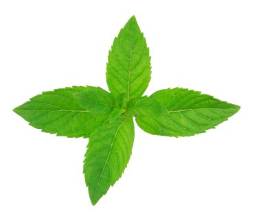 Beyaz arkaplanda izole edilmiş taze çiğ nane yaprakları