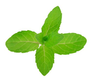 Beyaz arkaplanda izole edilmiş taze çiğ nane yaprakları