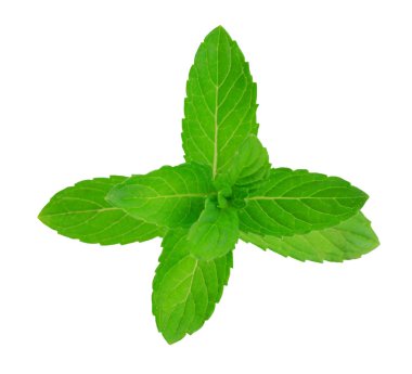 Beyaz arkaplanda izole edilmiş taze çiğ nane yaprakları