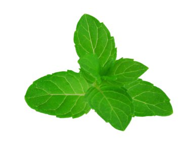 Beyaz arkaplanda izole edilmiş taze çiğ nane yaprakları