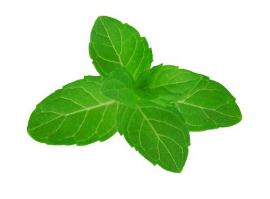 Beyaz arkaplanda izole edilmiş taze çiğ nane yaprakları