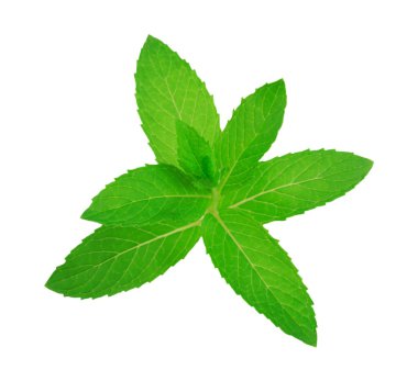 Beyaz arkaplanda izole edilmiş taze çiğ nane yaprakları