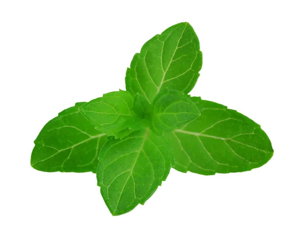 Fresh raw mint leaves isolated on white background — Stock Photo, Image