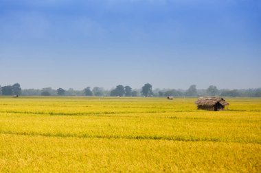 sarı çiçekli pirinç alan küçük bir evde.