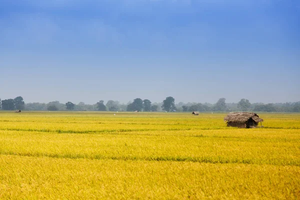 Kis ház, sárga virágos rizs mező. — Stock Fotó