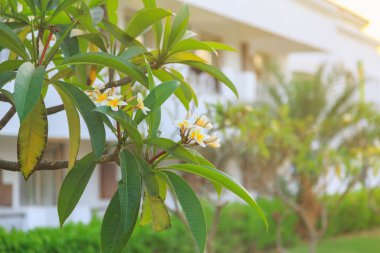 Beyaz plumeria çiçek çiçeklenme