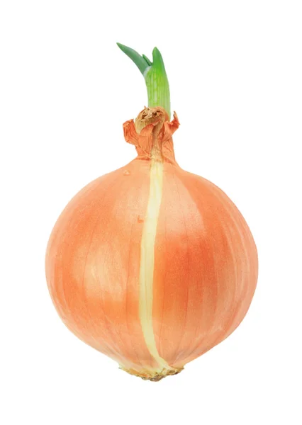 Onion with sprout isolated on white background — Stock Photo, Image